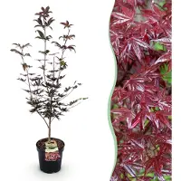 Green Boutiq - Tuinplant - Acer palmatum Bloodgood - Japanse Esdoorn - Bladverliezend - Rood - 1 - Pot 26cm - Hoogte 90cm