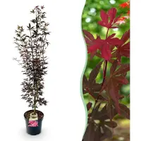 Green Boutiq - Tuinplant - Acer palmatum Skeeters Broom - Japanse Esdoorn - Bladverliezend - Rood - 1 - Pot 26cm - Hoogte 90cm