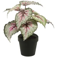 Emerald Begonia 25 cm grijs/roze in pot