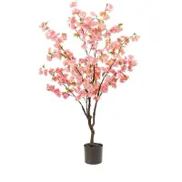 Emerald eternal green B.V. Kersenbloesemboom h135cm roze