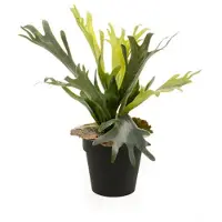 Emerald Fern staghorn 36 cm/15 lvs green/lt brown in black pot 11 cm kunstbloem zijde nepbloem