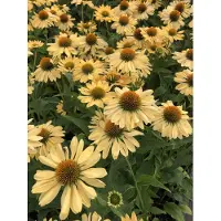 GRDplanten 6x Zonnehoed - Echinacea purpurea 'Aloha' | 9x9 cm pot