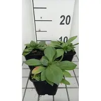 GRDplanten 6x Ooievaarsbek - Gentiana lutea | 9x9 cm pot