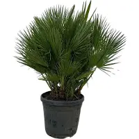 Green bubble Chamaerops Humilis - 130cm