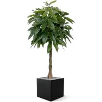 Maxifleur Kunstplanten Pachira deluxe kunstplant 120cm