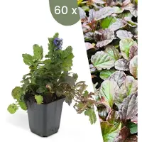 Frank GmbH | 60 Kruipend zenegroen planten | Ajuga reptans | bodembedekkers Winterhard | Winterharde planten voor de tuin | Winterharde vaste planten | Winterharde tuinplanten