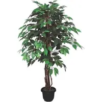 Brulo Ficus Benjamin 110 cm