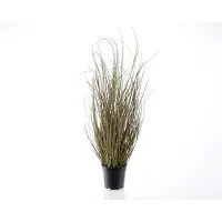 Molecule Gras in Pot Plastic - 140 cm