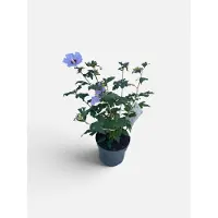 GRDplanten Hibiscus syr. 'Oiseau Bleu' ('blue bird') - Tuinhibiscus, Altheastruik , Heemstroos 40- 60 cm in pot
