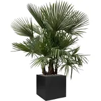 Green bubble Trachycarpus Multistam - 220cm