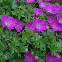 Arborix 6 x Geranium Sanguineum 'Max Frei' - Bloedooievaarsbek pot 9x9cm