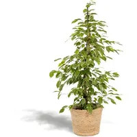 Everspring Ficus benjamina Goldenking - ↨95cm - Ø21cm + Mand Selin