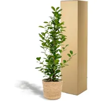 Everspring Ficus microcarpa Moclame - Mand Selin