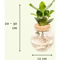 Hello Plants Clusia in Bolglas Kurk - Ø 12 cm - Hoogte: 30 cm