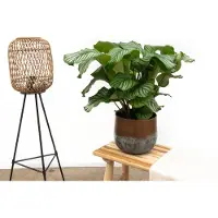 Green bubble Calathea Orbifolia - 70cm