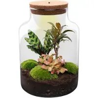 Urbanjngl Terrarium - Milky - ↑ 31 cm - Ecosysteem plant - Kamerplanten - DIY planten terrarium - Mini ecosysteem