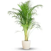 Green Boutiq - Kamerplant - Goudpalm - Dypsis Lutescens Areca - Groen - Weinig onderhoud - 1 Plant - met Potter Wit - Pot 21cm - Hoogte 90 - 100cm
