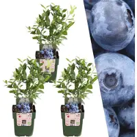 Frank GmbH Planten van Frank | 3 Heidelbessenplanten, 100% biologisch | Vaccinium Corymbosum | Bessenstruik | Fruitboomgaard | Tuinplanten