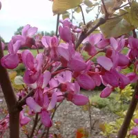 Arborix Cercis Siliquastrum - Judasboom 40-50 cm in pot - De Betoverende Judasboom met Roze Lentebloesem