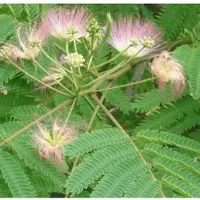 Arborix Albizia Julibrissin Ombrella - Zijdeboom 40-50 cm in pot