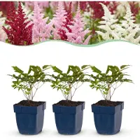 Green Boutiq - Vasteplant - Astilbe Tricolour - Pluimspirea - Schaduw - Paars - Roze - Wit - 6 Planten - Pot 11cm - Hoogte 15-25cm