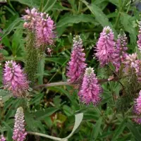 Arborix 6 x Veronica Spicata 'Heidekind' - Aarereprijs pot 9x9cm