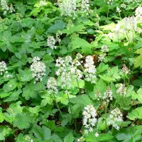 Arborix 6 x Tiarella Cordifolia - Perzische Muts pot 9x9cm