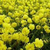 Arborix 6 x Helianthemum 'Sulphureum Plenum' - Zonneroosje Pot 9x9 cm - Geelbloeiende Struik