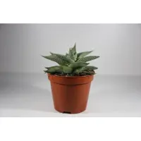 Ariane Succulux Vetplanten Mix - 5 Plantjes Ø 5,5 cm Pot - Mini Succulenten Kamerplanten Cadeau