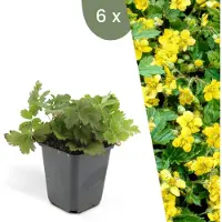 Frank GmbH | 6 Goudaardbei planten | Waldsteinia ternata | Winterharde bodembedekker planten | tuinplanten | Winterharde vaste planten meerjarig | Winterharde tuinplanten
