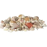 Relaxdays decoratie schelpen set - 2 kg - kleurrijke mix - maritieme tafeldecoratie - bont