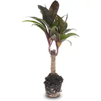 Urbanjngl Mini-palm - Cordyline fruticosa 'Purple Compacta' - Terrarium plant