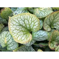 Brandless 6x Kaukasich vergeet me nietje - Brunnera macrophylla 'Jack Frost' | 9x9 cm pot