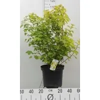 GRDplanten Physocarpus opulif. 'Dart's Gold' - Blaasspirea, Sneeuwbalspirea 60- 80 cm in pot