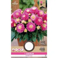 Florex Dahlia Decoratief Gallery Rembrandt Rose Geel 1st.