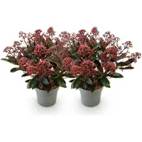 Green Boutiq - Terrasplant - Skimmia japonica Rubella - Bloem Rood - 15+ Bloemen - 2 Planten - Winterhard - Pot 15cm Hoogte 30cm