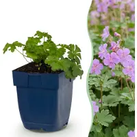 Green Boutiq - Vasteplant - Geranium cant. Cambridge - Ooievaarsbek - Bodembedekkend - Licht Roze - 24 Planten - Pot 11cm - Hoogte 15-25cm