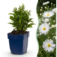 Green Boutiq - Vasteplant - Aster (D) Schneekissen - Zeeaster - Bijen en Vlinderlokkers - Wit - 3 Planten - Pot 11cm - Hoogte 15-25cm