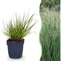 Green Boutiq - Grassen - Panicum virg. Northwind - Prairiegraan - Met Pluim - Groen - 12 Planten - Pot 11cm - Hoogte 15-25cm