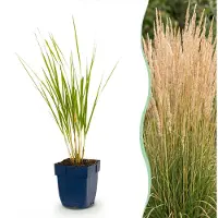 Green Boutiq - Grassen - Calamagrostis Karl Foerster - Struisriet - Met Pluim - Groen - 6 Planten - Pot 11cm - Hoogte 15-25cm