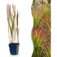Green Boutiq - Grassen - Imperata cylindrica Red Baron - Japans bloedgras - Rode uitlopers - Rood - 6 Planten - Pot 11cm - Hoogte 15-25cm