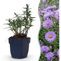 Green Boutiq - Vasteplant - Aster (D) Mittelmeer - Zeeaster - Bijen en Vlinderlokkers - Paars - 6 Planten - Pot 11cm - Hoogte 15-25cm