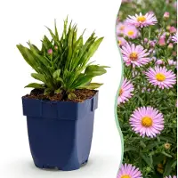 Green Boutiq - Vasteplant - Aster Wood's Pink - Pluimspirea - Bijen en Vlinderlokkers - Roze - 1 Plant - Pot 11cm - Hoogte 15-25cm