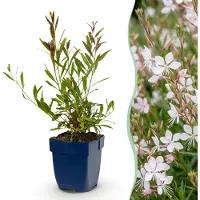 Green Boutiq - Vasteplant - Gaura lindh. Whirling Butterflies - Prachtkaars - Bijen- en vlinderlokkers - Wit - 6 Planten - Pot 11cm - Hoogte 15-25cm