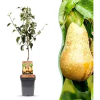 Green Boutiq - Fruitboom - Pyrus communis Conference - Perenboom - Winterhard - Groene Peer - 1 Plant - Pot 21cm - Hoogte 90cm