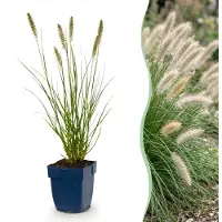 Green Boutiq - Grassen - Pennisetum alop. Hameln - Lampenpoetsergras - Met Pluim - Groen - 6 Planten - Pot 11cm - Hoogte 15-25cm