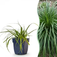 Green Boutiq - Grassen - Carex oshimensis Evergreen - Japanse Zegge - Groenblijvend - Groen - 12 Planten - Pot 11cm - Hoogte 15-25cm