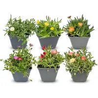Green Boutiq - 6x Delosperma mix - IJsplantmix - Geel, Paars, Rood, Roze - Vaste plant - Ø7cm - 10-12cm
