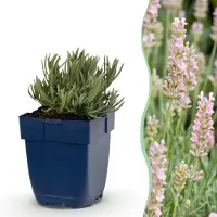 Green Boutiq - Vasteplant - Lavandula ang. Rosea - Lavendel - Geurend - Roze - 6 Planten - Pot 11cm - Hoogte 15-25cm