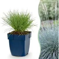 Green Boutiq - Vasteplant - Festuca glauca - Blauwgras - Groenblijvend - Blauw - 24 Planten - Pot 11cm - Hoogte 15-25cm